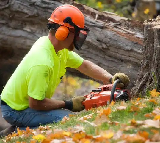 tree services Havre North